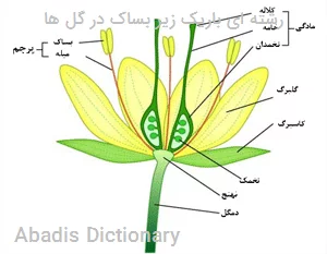 رشته ای باریک زیر بساک در گل ها